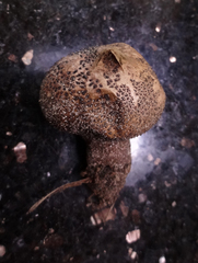 Lycoperdon nigrescens