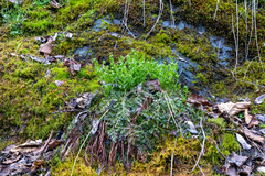 Cryptogramma sitchensis