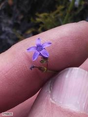 Siphocodon spartioides