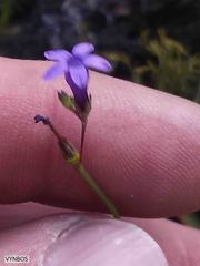 Siphocodon spartioides