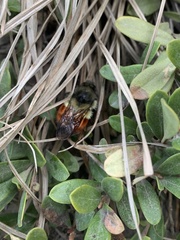 Bombus melanopygus
