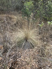 Muhlenbergia macroura