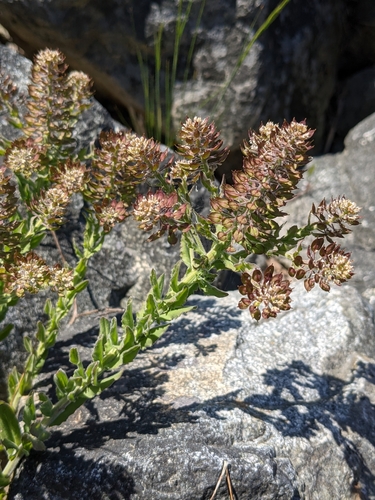 Purpleanther field pepperweed (Lepidium heterophyllum)