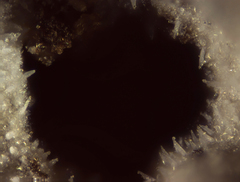 Peniophorella pubera