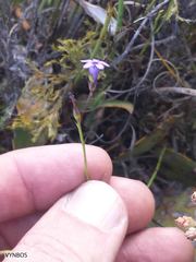 Siphocodon spartioides