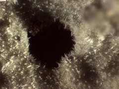 Peniophorella pubera