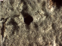 Peniophorella pubera