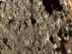 Peniophorella pubera