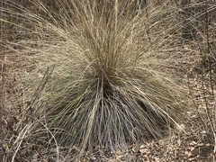 Muhlenbergia macroura