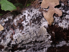 Peniophorella pubera