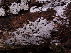 Peniophorella pubera