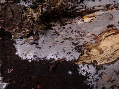 Peniophorella pubera