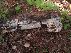 Peniophorella pubera