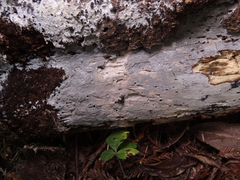 Peniophorella pubera