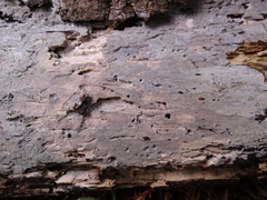 Peniophorella pubera