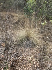 Muhlenbergia macroura