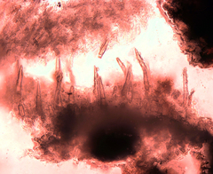 Peniophorella pubera