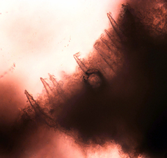 Peniophorella pubera