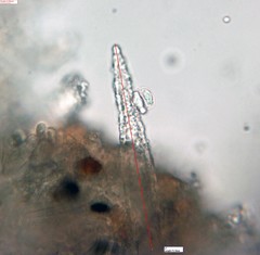 Peniophorella pubera