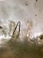 Peniophorella pubera