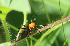 Pyrrhosphodrus caatingensis