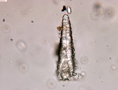 Peniophorella pubera