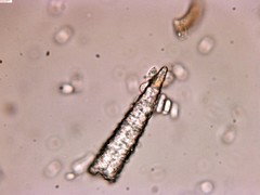 Peniophorella pubera