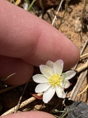 Lewisia oppositifolia