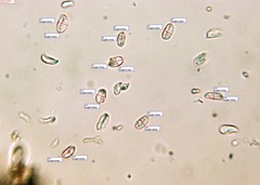 Peniophorella pubera