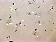 Peniophorella pubera