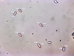 Peniophorella pubera