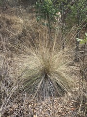 Muhlenbergia macroura