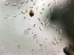 Peniophorella pubera
