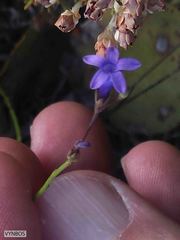 Siphocodon spartioides