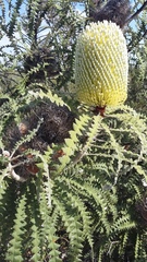 Banksia speciosa