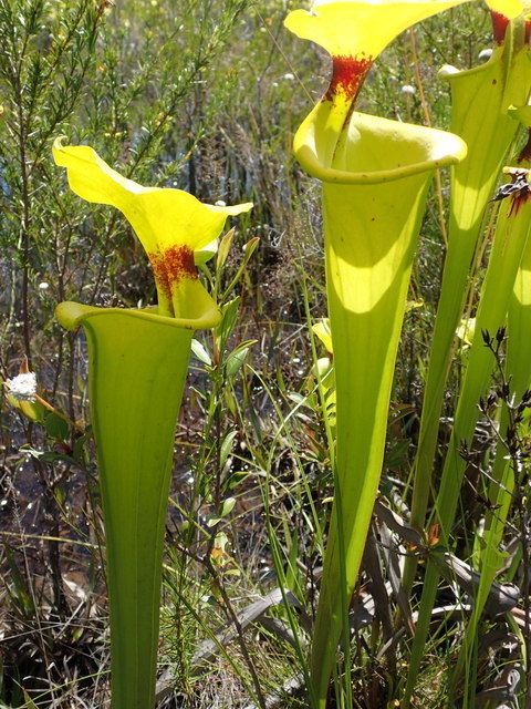 Sarracenia flava L.