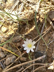 Lewisia oppositifolia
