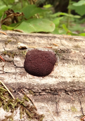 Reticularia jurana