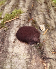Reticularia jurana