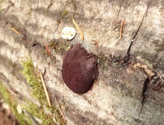 Reticularia jurana