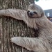Northern Atlantic Forest Three-toed Sloth - Photo (c) M. A. Lagares, some rights reserved (CC BY-NC), uploaded by M. A. Lagares