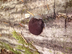 Reticularia jurana