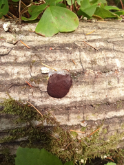 Reticularia jurana