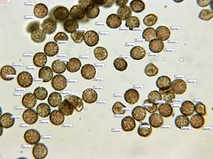 Reticularia jurana