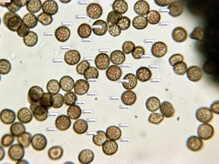 Reticularia jurana