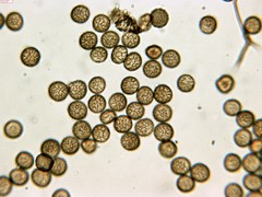 Reticularia jurana