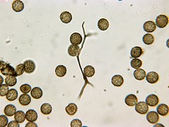 Reticularia jurana