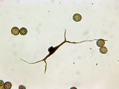 Reticularia jurana