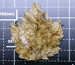 Fuscolachnum misellum