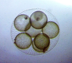 Volvox aureus